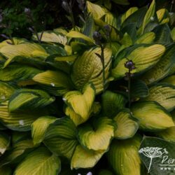 Hosta Gold Standard