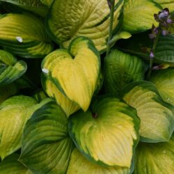 Hosta Gold Standard