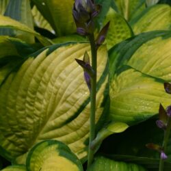 Hosta Gold Standard