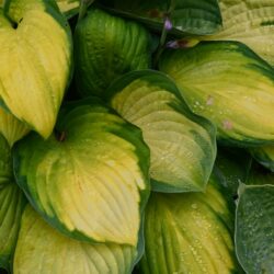 Hosta Gold Standard