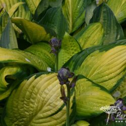 Hosta Gold Standard