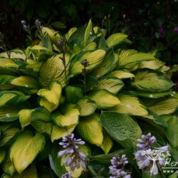 Hosta Gold Standard