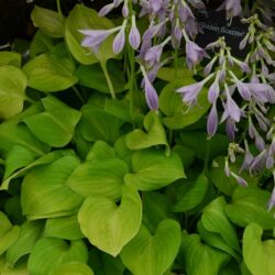 Hosta Golden Scepter