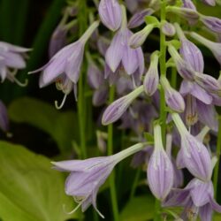 Hosta Golden Scepter