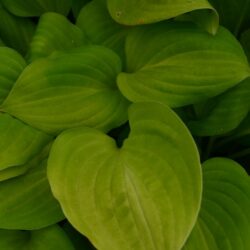 Hosta Golden Scepter