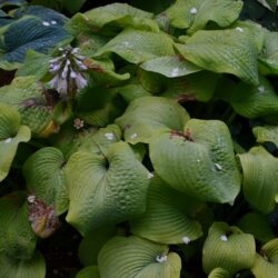 Hosta Golden Sunburst