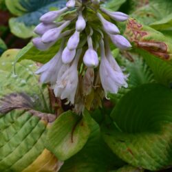 Hosta Golden Sunburst