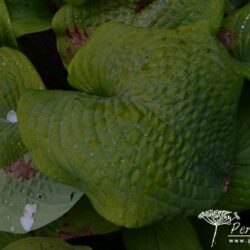 Hosta Golden Sunburst