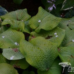 Hosta Golden Sunburst