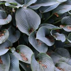 Hosta Halcyon