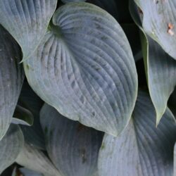 Hosta Halcyon