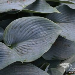 Hosta Halcyon