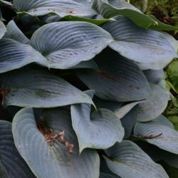 Hosta Halcyon