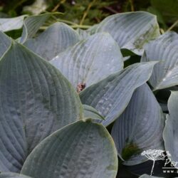 Hosta Halcyon