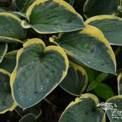 Hosta Hilda Wassmann