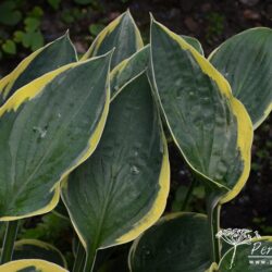 Hosta Hilda Wassmann