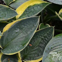 Hosta Hilda Wassmann