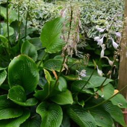 Hosta Mount Fuji