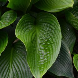 Hosta Mount Fuji