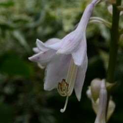 Hosta Mount Fuji