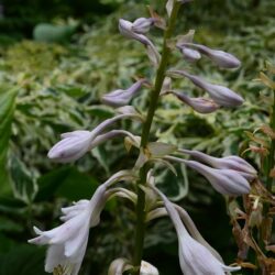 Hosta Mount Fuji