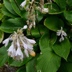 Hosta Mount Fuji