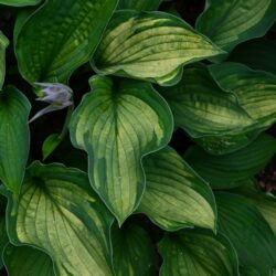 Hosta Phyllis Campbell