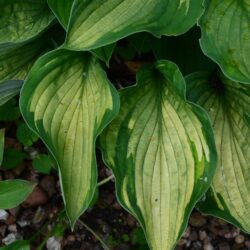 Hosta Phyllis Campbell