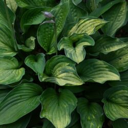 Hosta Phyllis Campbell