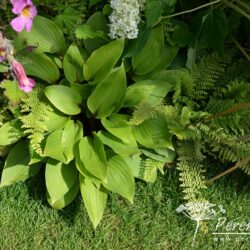 Hosta Purple Heart