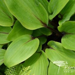 Hosta Purple Heart