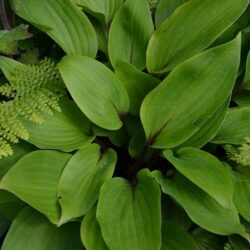 Hosta Purple Heart