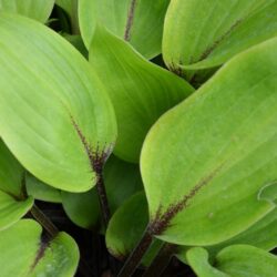 Hosta Purple Heart