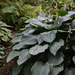 Hosta Snowden