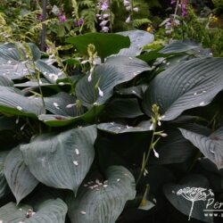 Hosta Snowden