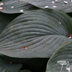 Hosta Snowden