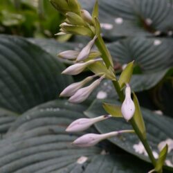 Hosta Snowden