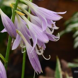 Hosta Stiletto