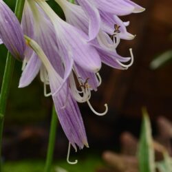 Hosta Stiletto