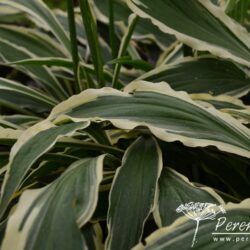 Hosta Stiletto