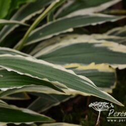 Hosta Stiletto