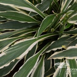 Hosta Stiletto