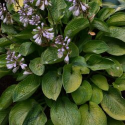 Hosta Super Bowl