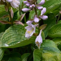 Hosta Super Bowl