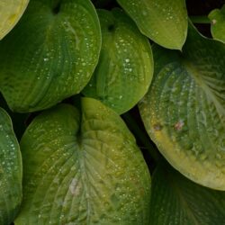 Hosta Super Bowl