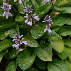 Hosta Super Bowl