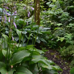 Hosta Tall Boy