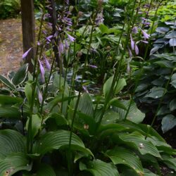 Hosta Tall Boy