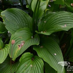 Hosta Tall Boy