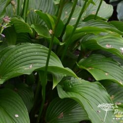 Hosta Tall Boy